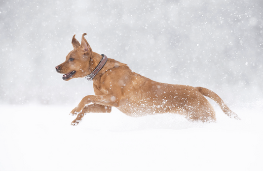 Seasonal Pet Care: Protecting Your Pets in Hot and Cold Weather