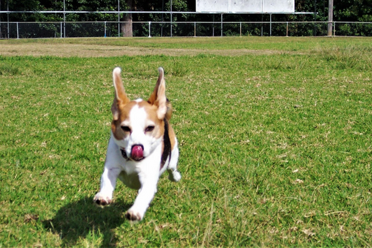 Understanding Your Beagle’s Barking: Causes and Solutions