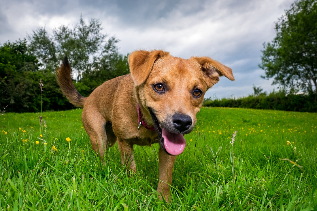 10 Essential Tips for First-Time Pet Owners