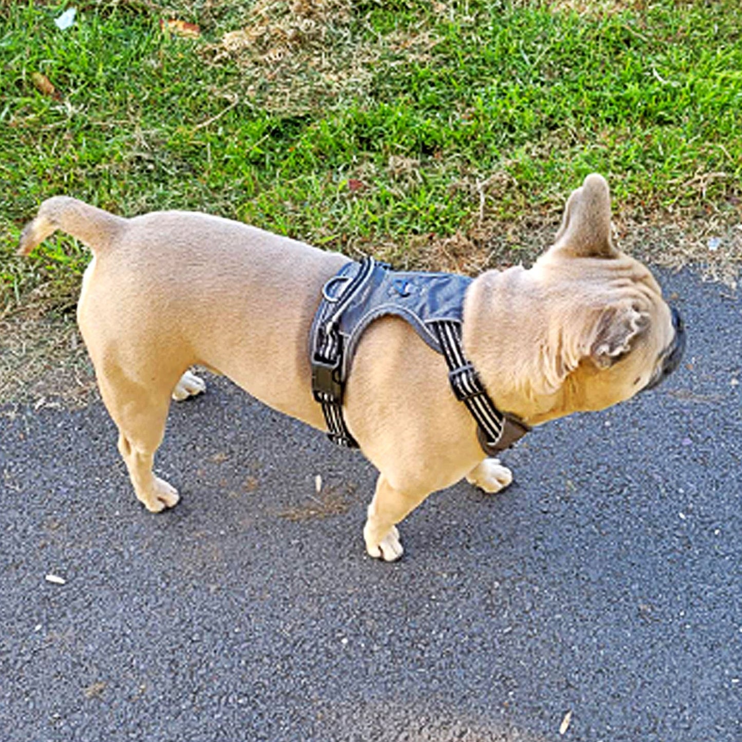 Pet Harness Explosion Proof Vest Style Dog Walking Leash Chain for All Sizes