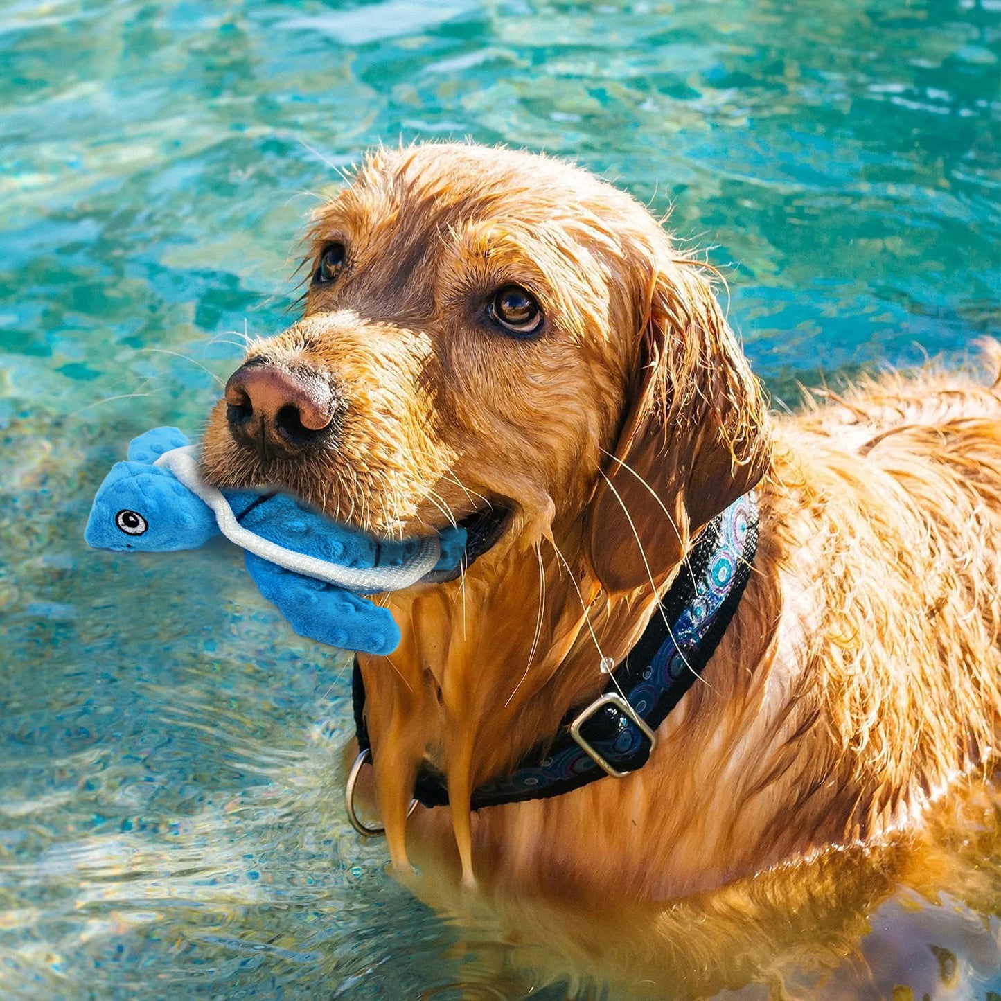 Summer Pet Dog Hydration Chew Toy with Water Absorbing Sponge for Teeth Grinding