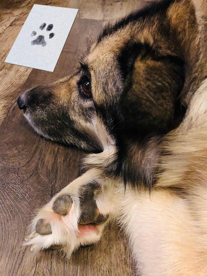 Washable Pet Paw Print Ink Pad Set DIY Memorial Keepsake for Dog Cat Puppy Kitten Create Your Own Pawprint Photo Album