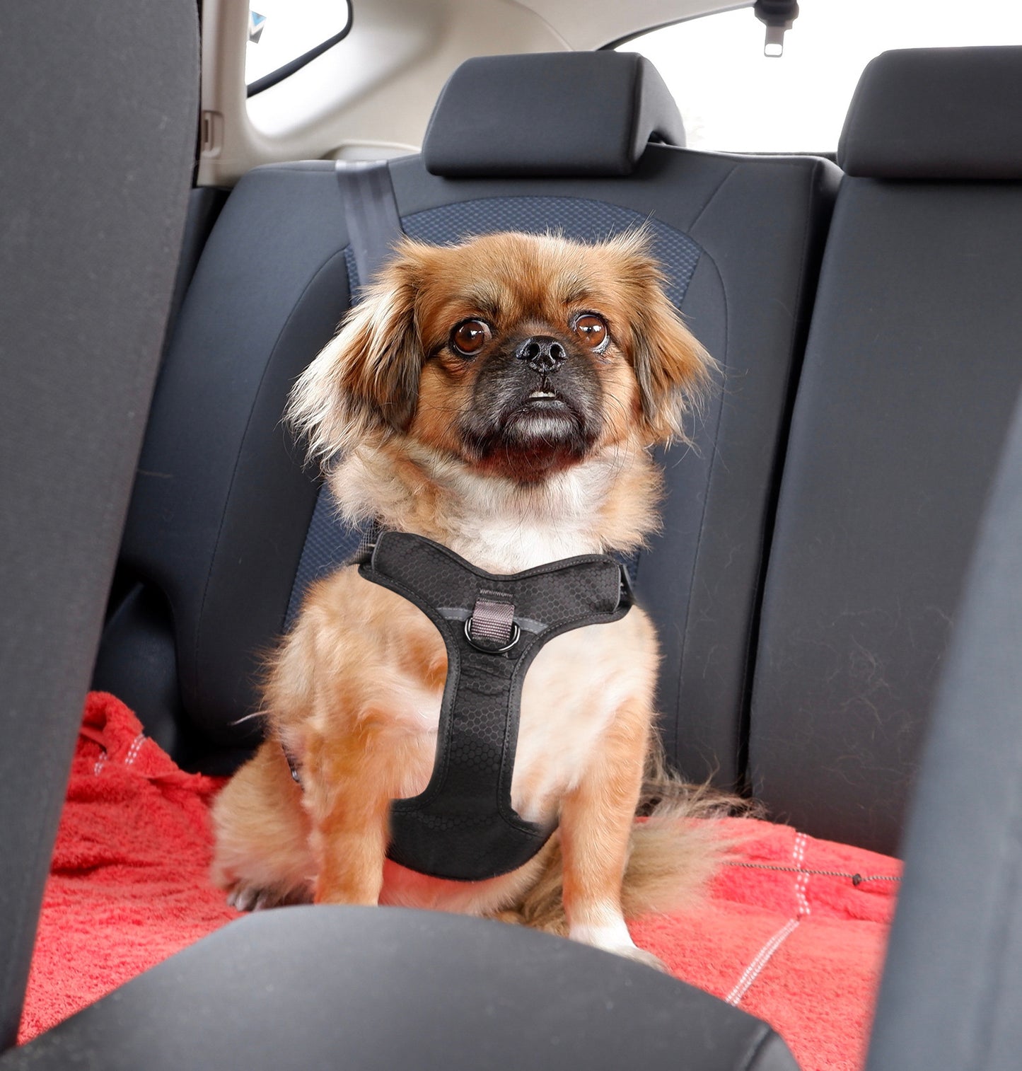 Pet Harness Explosion Proof Vest Style Dog Walking Leash Chain for All Sizes