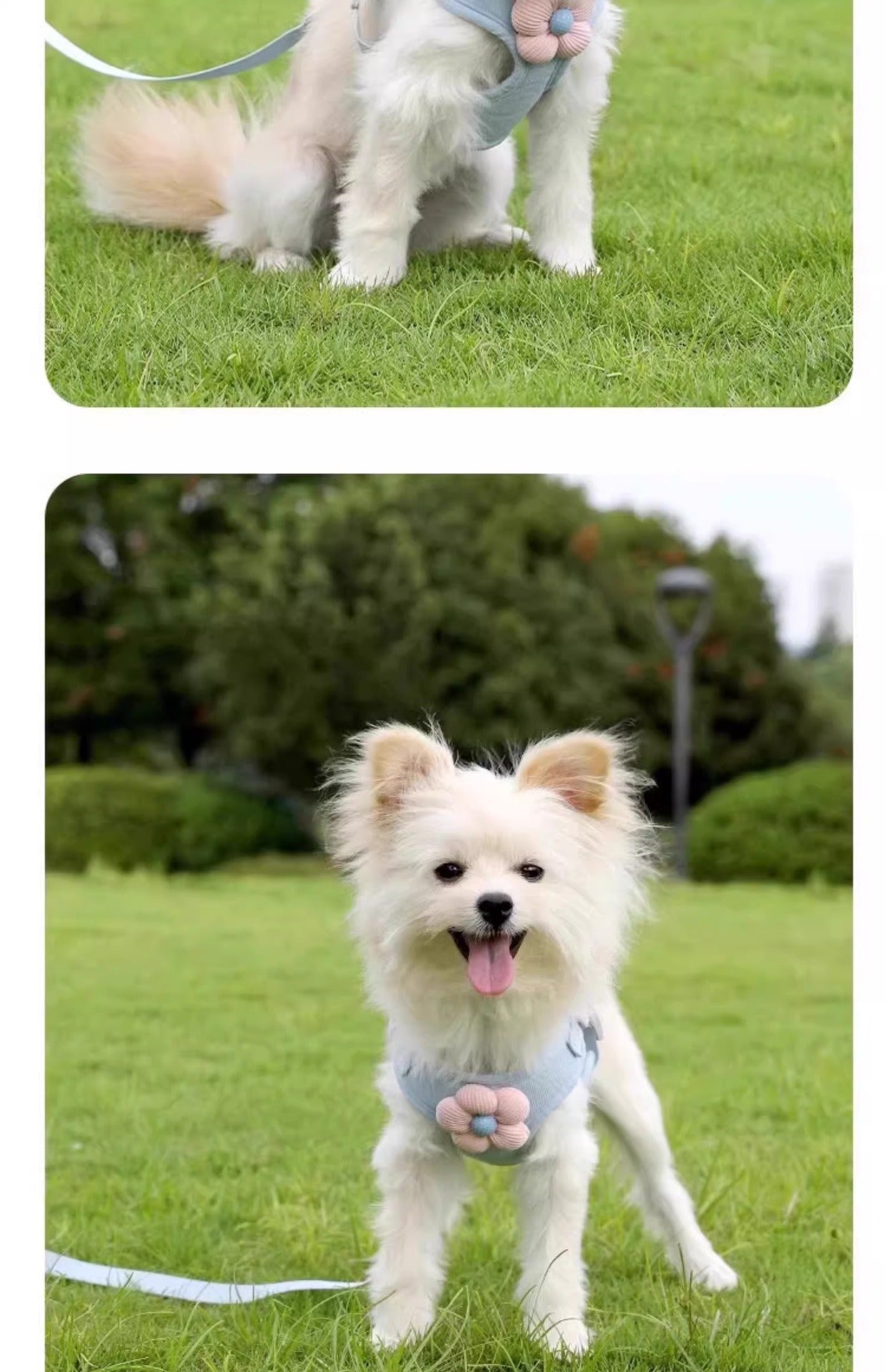 Small Dog Outdoor Walking Leash Vest Style Chest Harness for Teddy Bichon Pomeranian