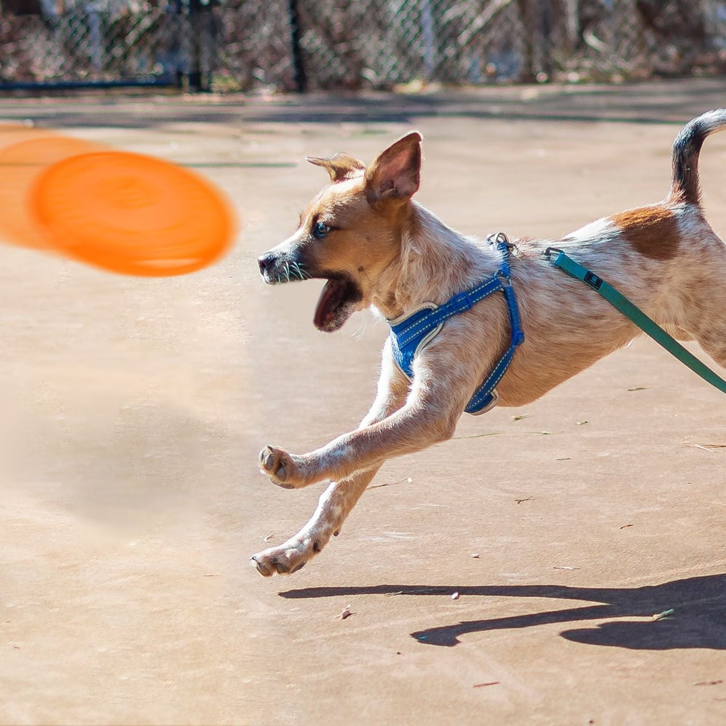 Non-Toxic Dental Cleansing Bite Resistant Dog UFO Toy
