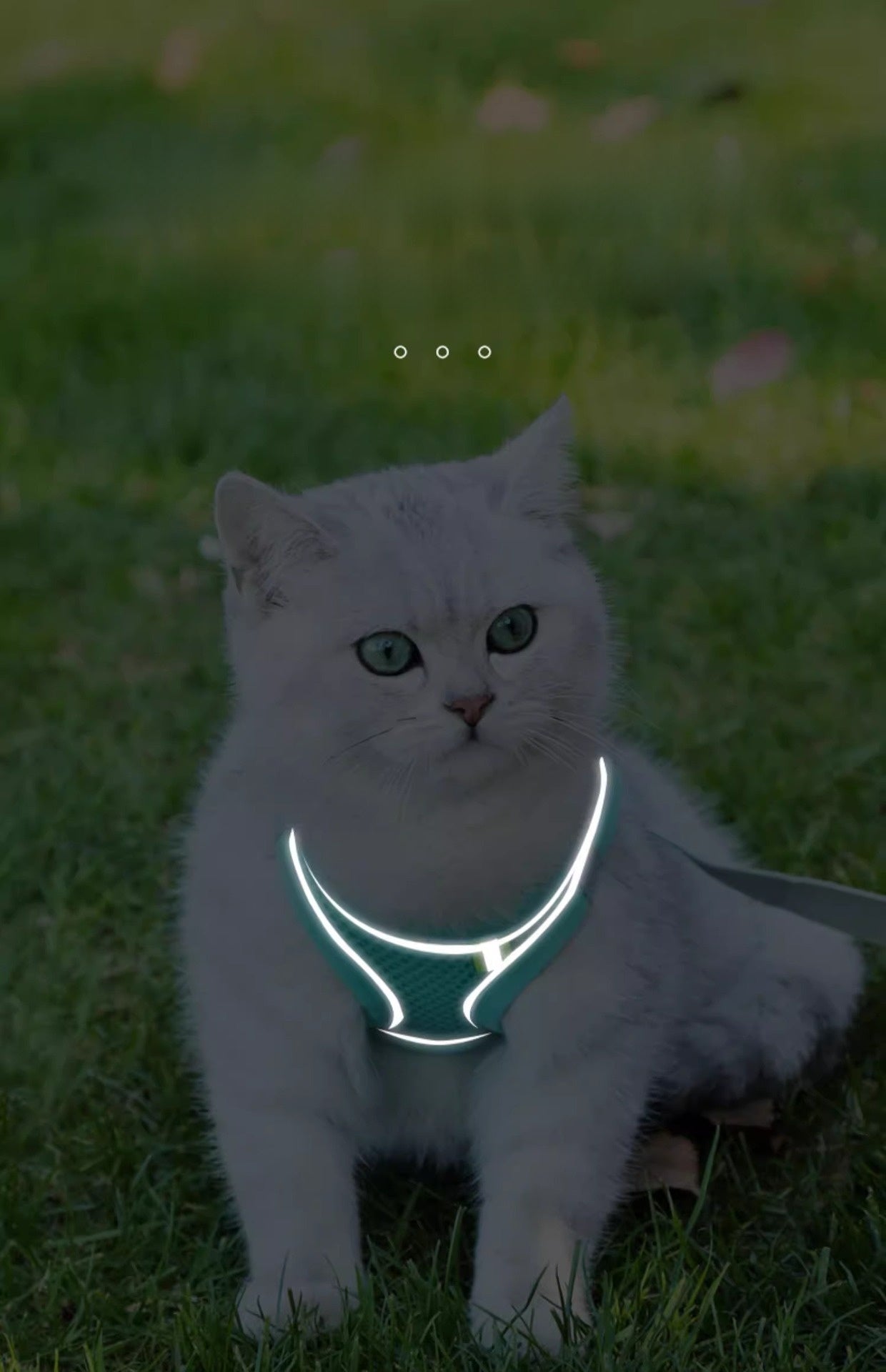 Cat Leash Cat Harness Cat Chest Harness Cat Walking Leash Vest Style Pet Chest Harness P-String Reflective Cute Cat