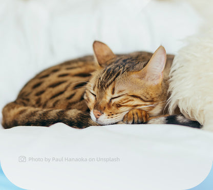 LED Light Pet Hair Trimmer Dog Cat Paw Hair Trimmer Paw Sole Hair Clipper Dog Hair Clipper